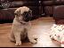 PoulaTo: Pug